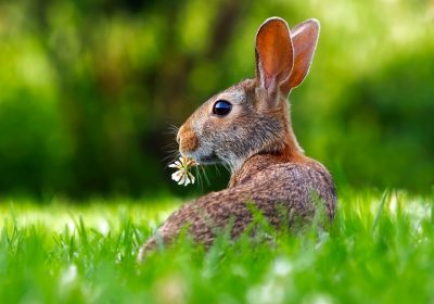 Conseils pour un jardin qui attire la biodiversité