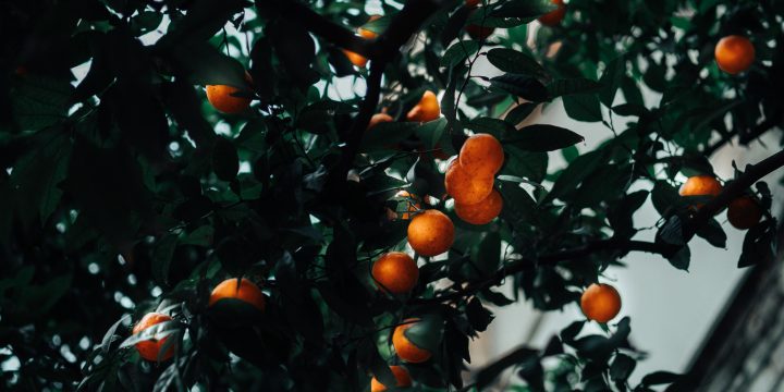 Comment bien entretenir ses arbres fruitiers ?