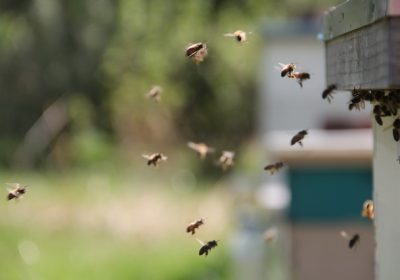 Comment fabriquer une ruche pour les abeilles ?