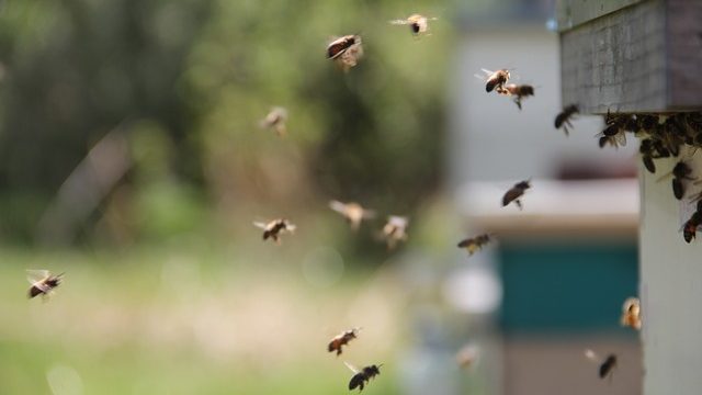 Comment fabriquer une ruche pour les abeilles ?